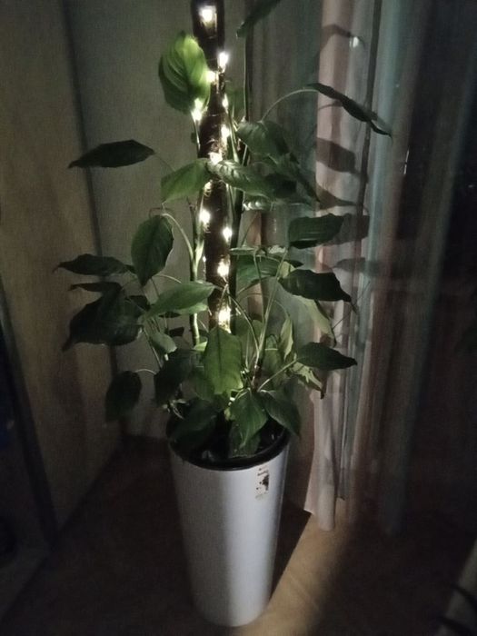 Цветок комнатный с подсветкой. АГЛОНЭМА 1.5М