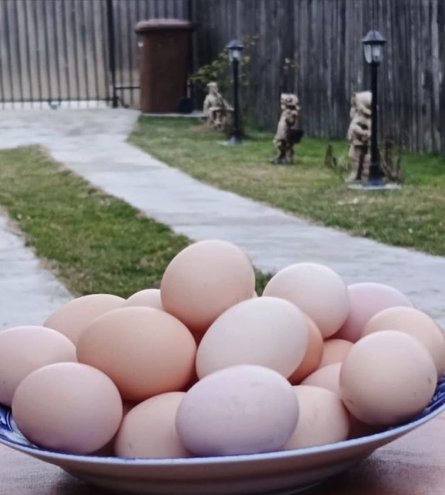 Ouă australorp incubat