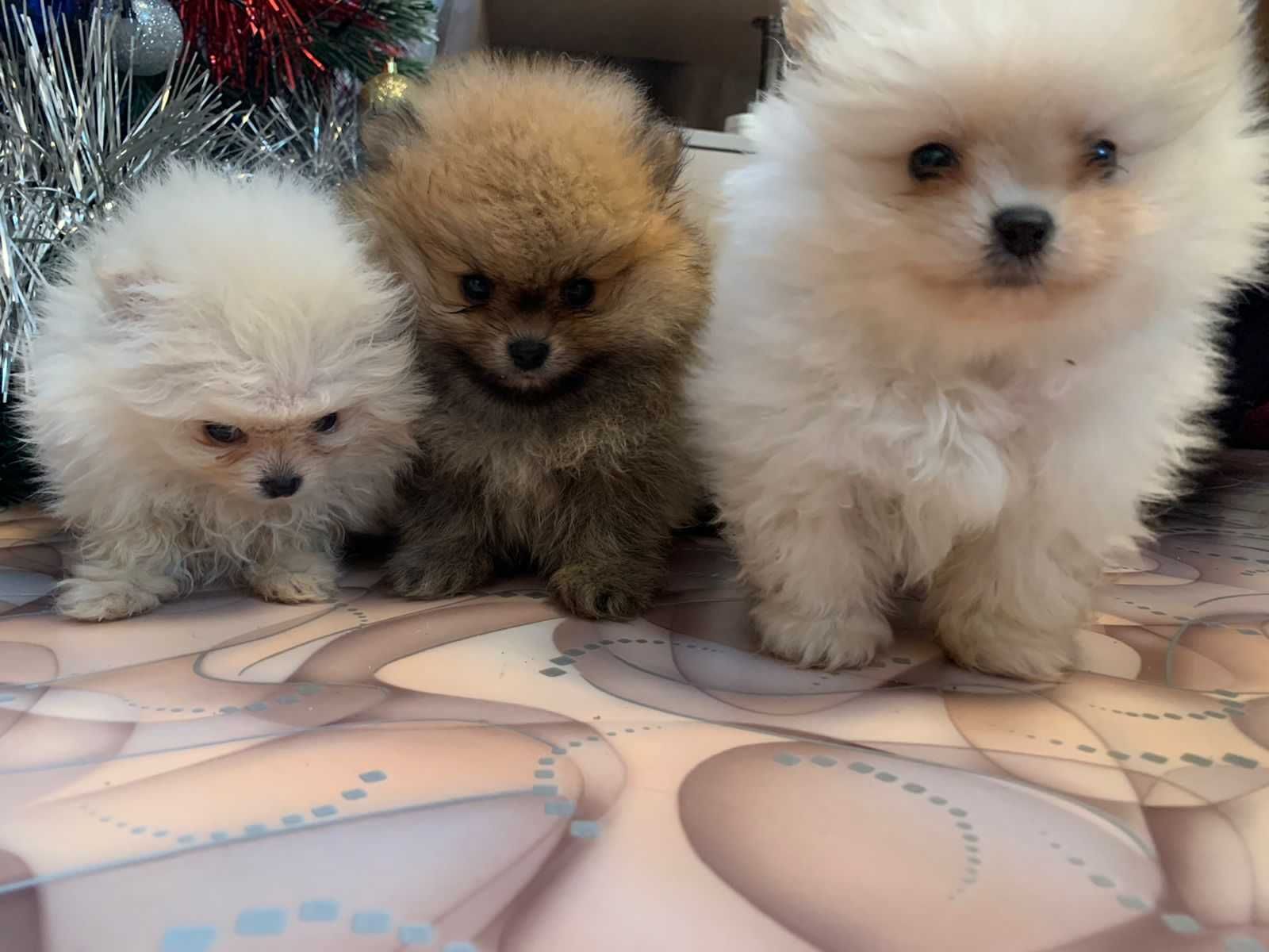 Щенки шпица новорожденные