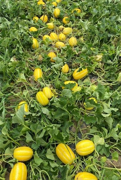 Seminte Pepene Chamoe" Korean (   200 seminte) Cadou Decembrie + 50 se