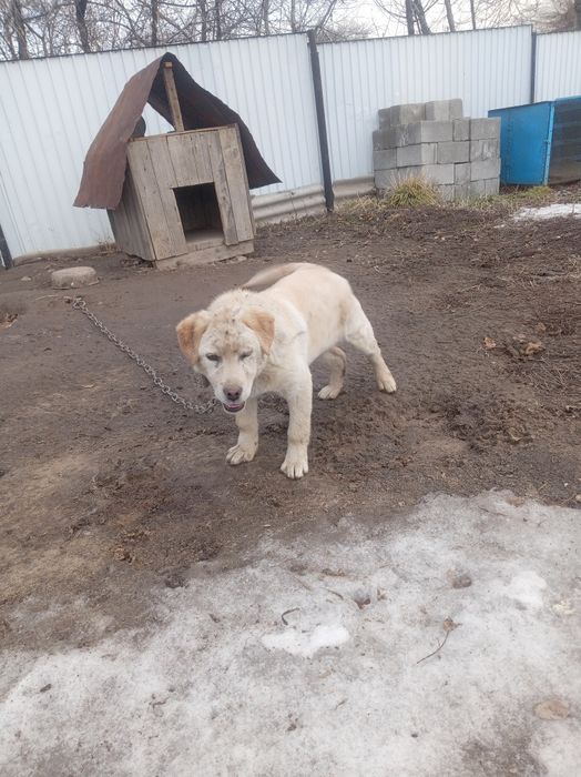 Продам Продам Продам