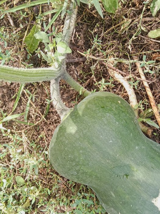 Продам домашную тыкву.