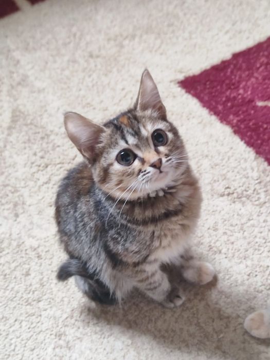 Котята ищут дом отдаю в добрые руки