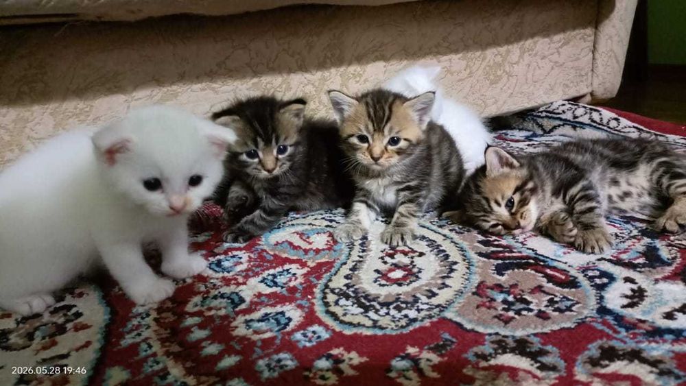 Породистые котята