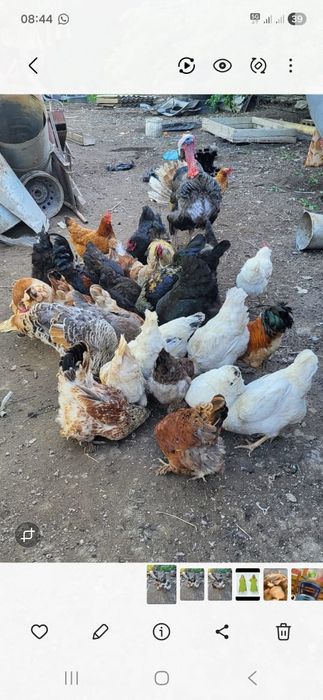 Куры домашний цветные