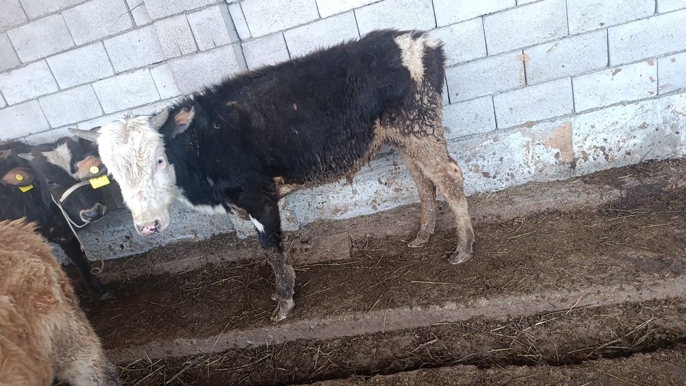 Бузаулар сатылады