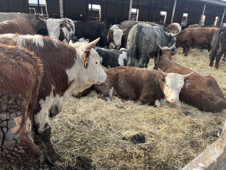 Бұқа бычки бұқалар