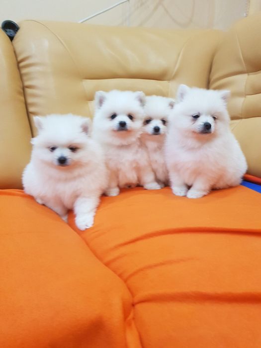 Померан померанчета Гр. София