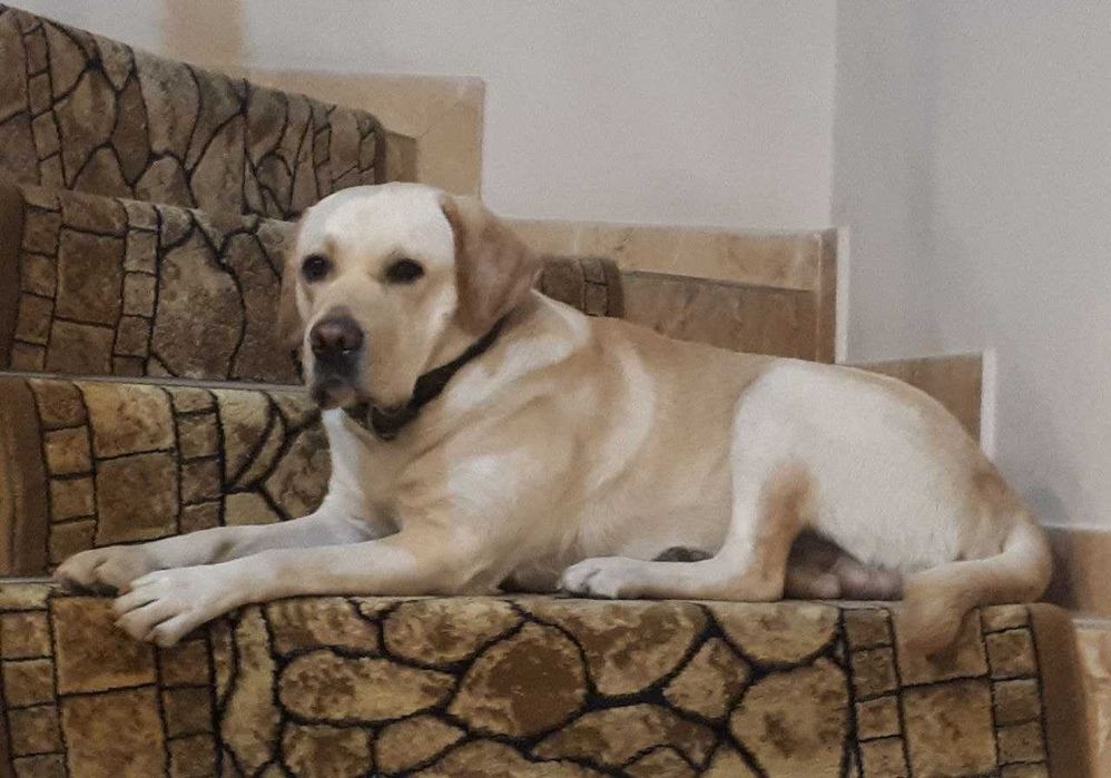 Лабрадор Лукас ищет невесту! Вязка (Juftlashish) собак!