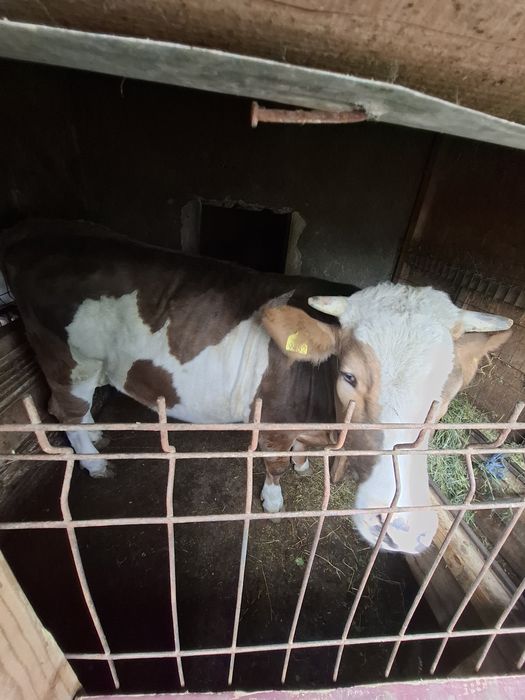 Vând vitea are 2 ani