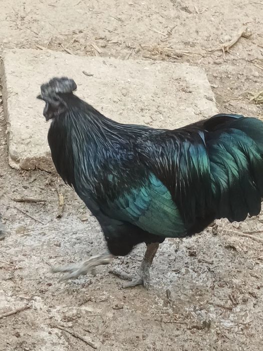 Vând doi cocoși de Ayam Cemeni