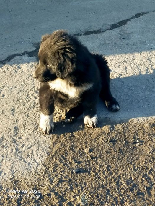 Продам щенка спаниель девочка