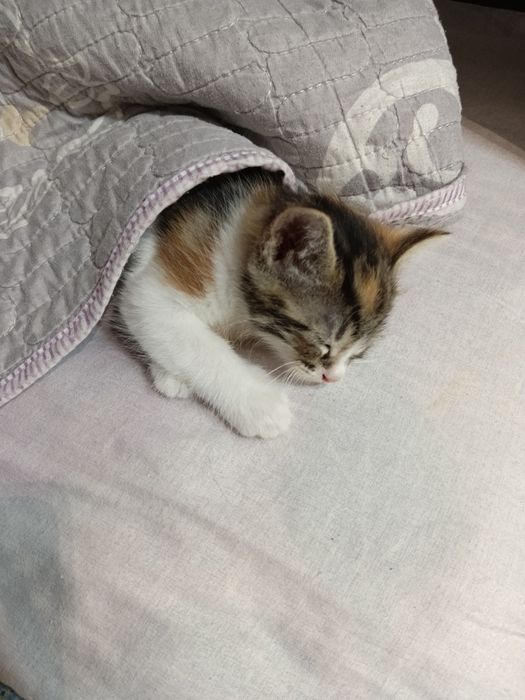 Котёнок 2.5 месяца