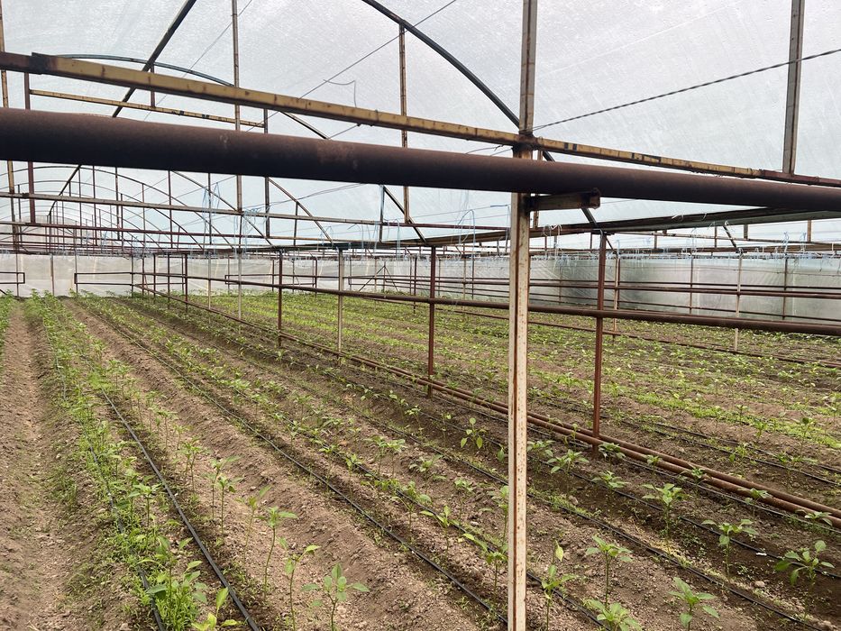 teplitsa sotiladi ataplenyalari bilan