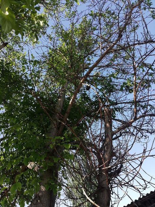 Продам дерево орех на материал