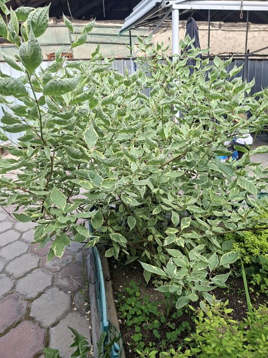 Отдам бесплатно кустарник Дёрен белый