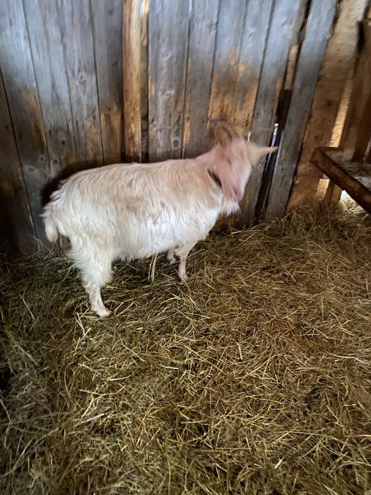 Vand doua capre romanesti si un tap murcian pret negociabil la telefon
