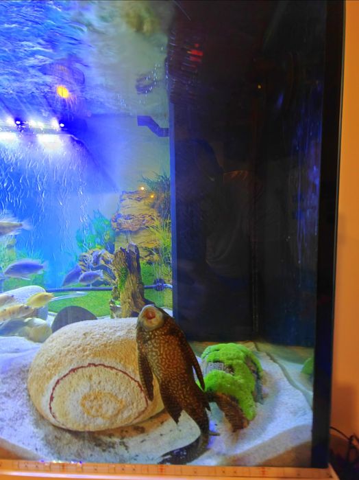 Cichlide Africane Malawi - Mbuna - Anchistrus - Pterygoplichthys Gibbi