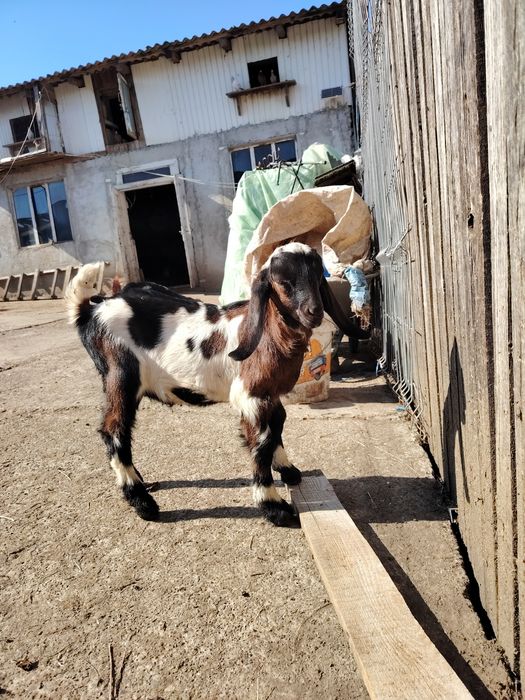 Țăpisor anglo nubian