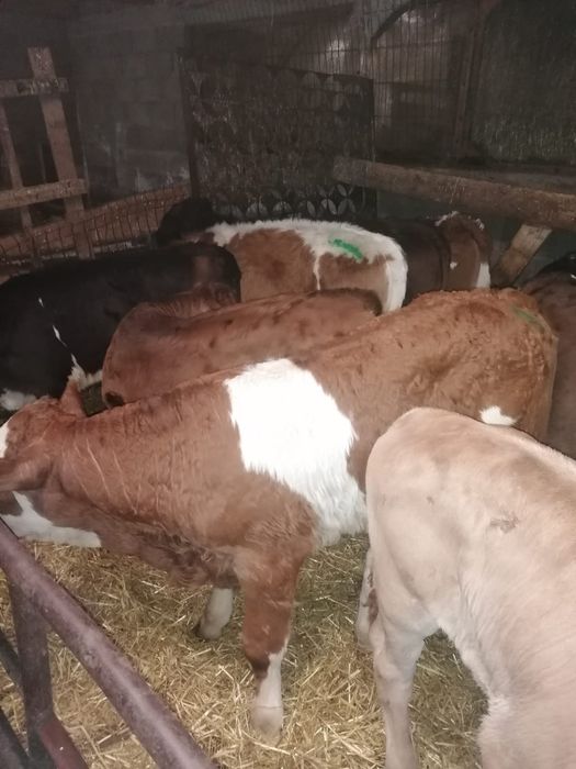 Vând viței și vitele încărcați