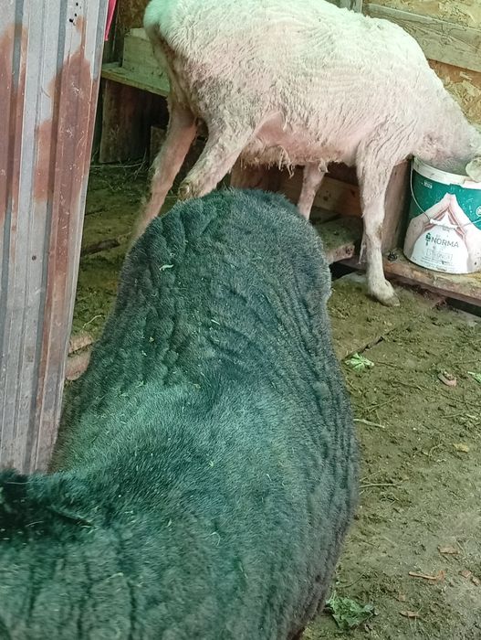 Қой қозысымен  Ешкі