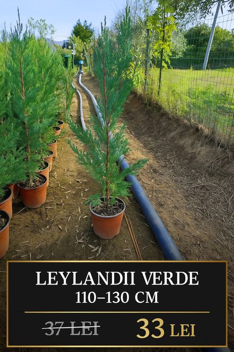 Plante pentru gard viu – Photinia, Prunus, Leylandii, Bonsai