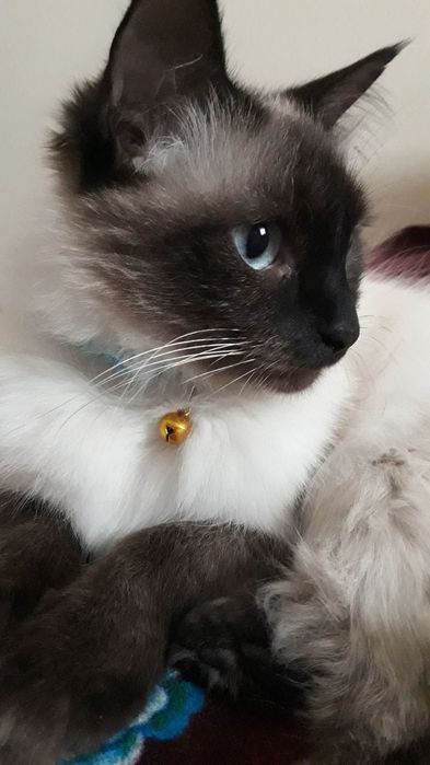 Siamskiy mushuk sotiladi