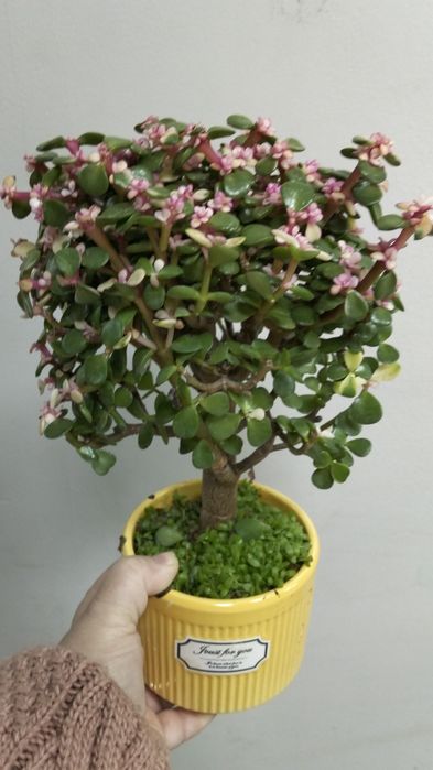 Продам денежное дерево