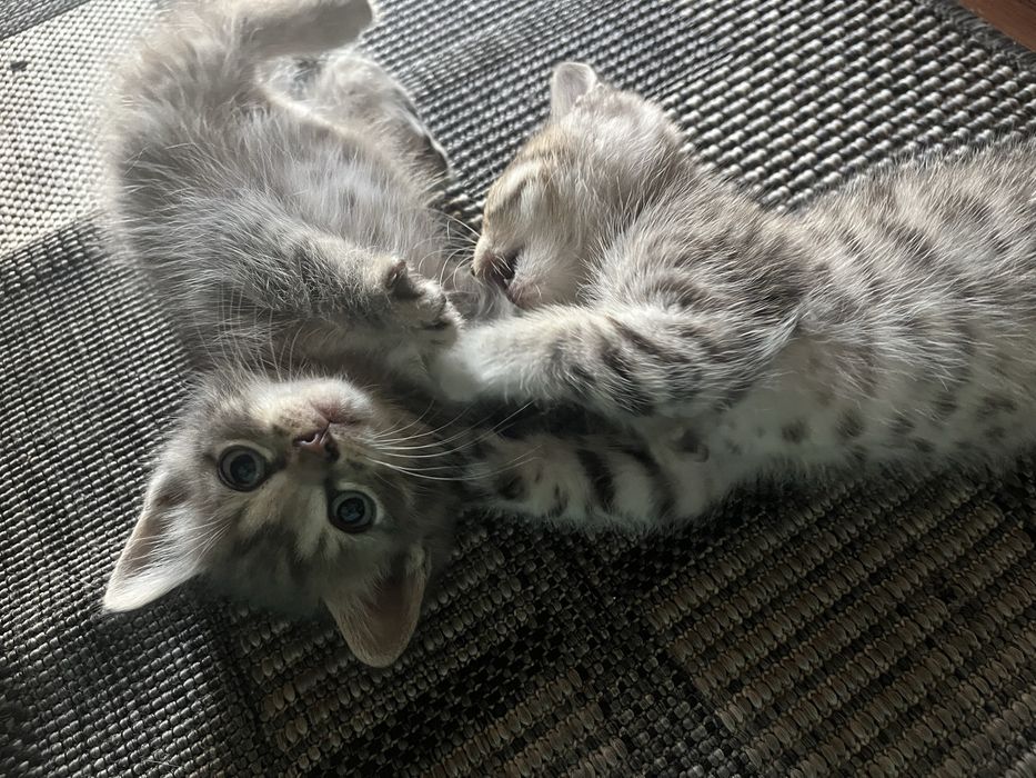 Отдам даром двух котят