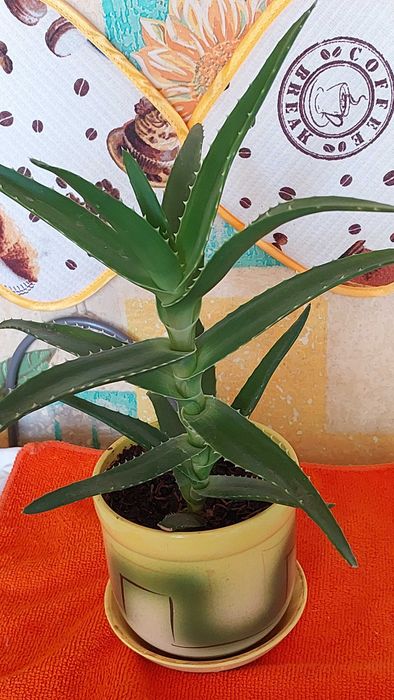 Продам лечебный алоэ.