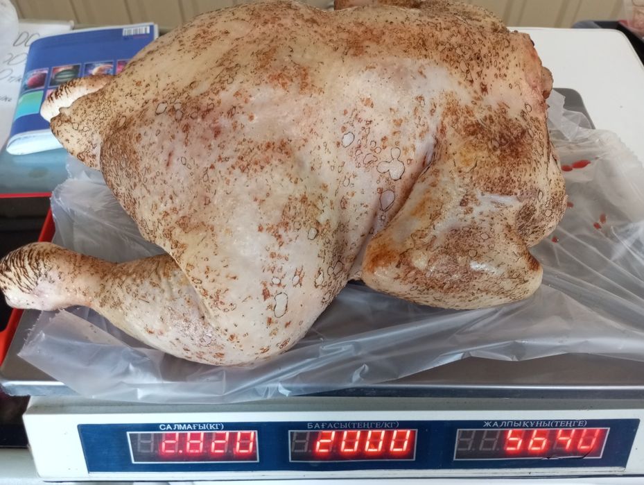 Куры, домашние.доставка бесплатно