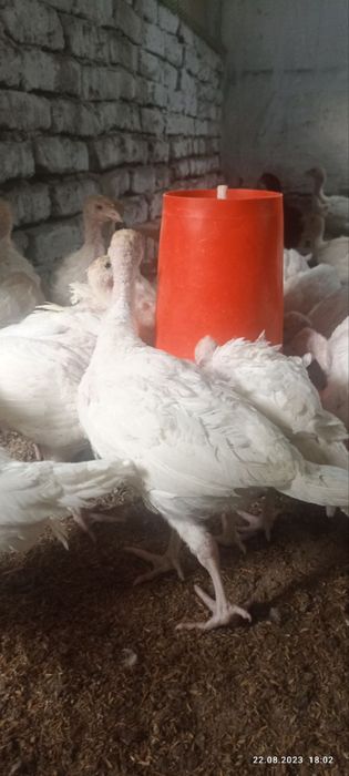 БИГ-6 курка жужалари сотилади!