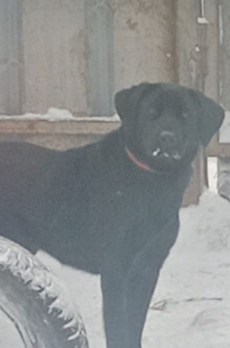 Отдам  бесплатно  Лабрадор  девочка