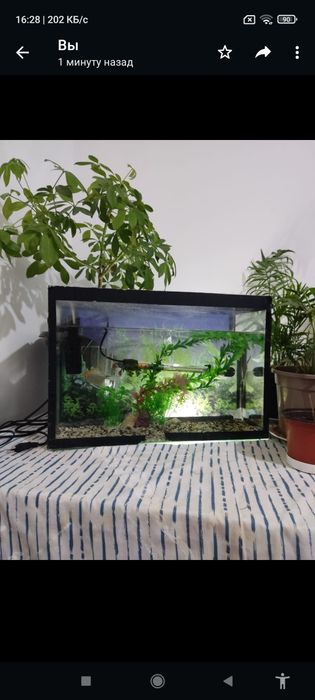 Аквариум стунбочкои