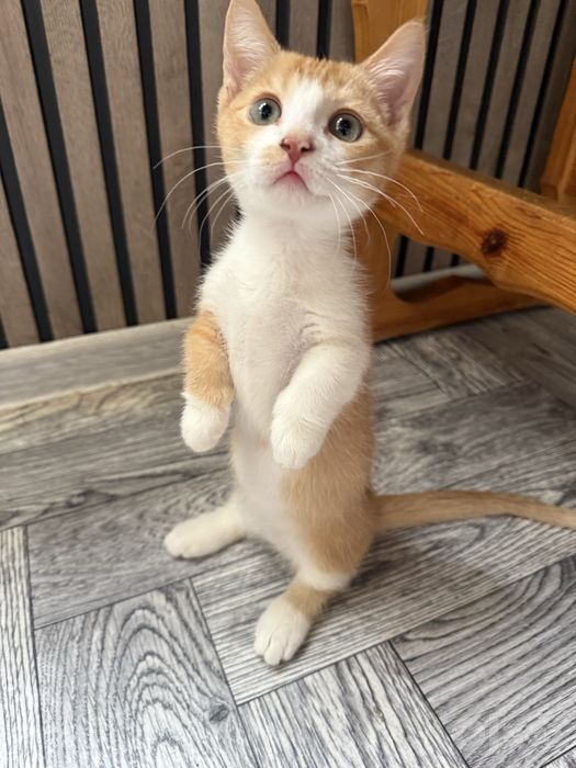 Продается котенок мальчик