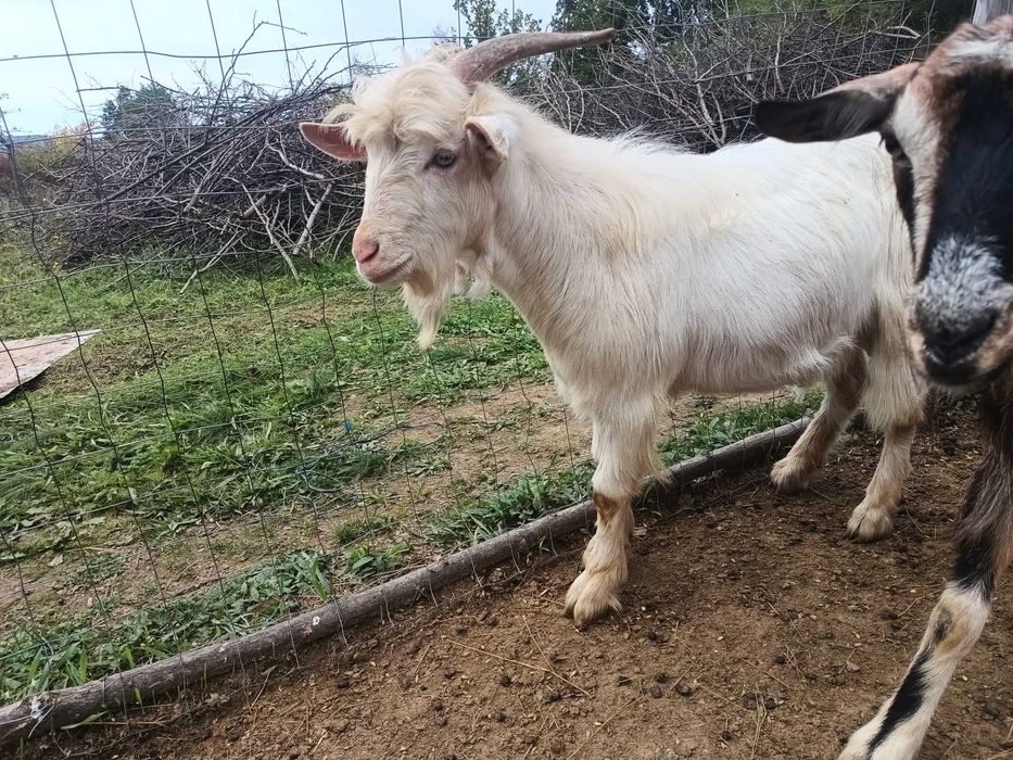 Țap alpin francez cu saneen 1 an
