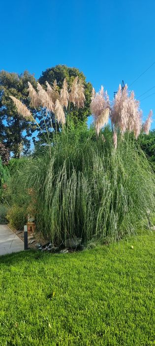 Пампаска трева, кортадерия