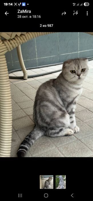 Мраморный парочки продаётся  вместе.