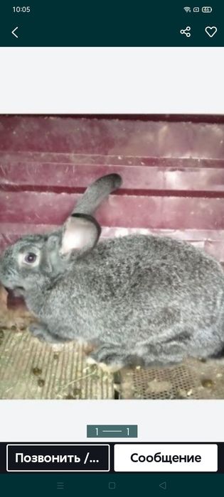 Продам кроликов.