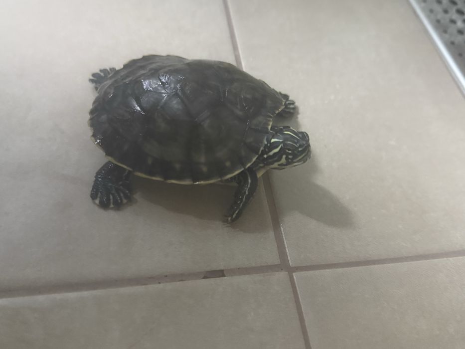 Vand Broască țestoasă  adult ( 3 luni )