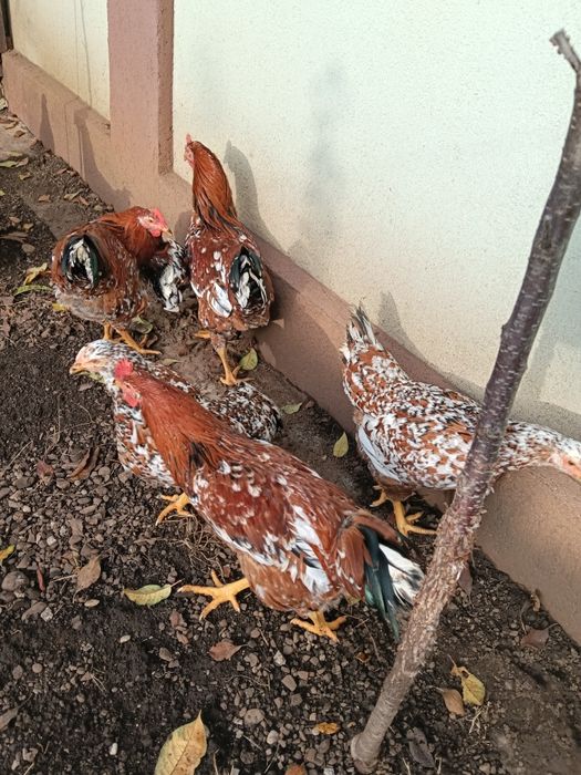 Ouă de pita pinta asturiana portelan