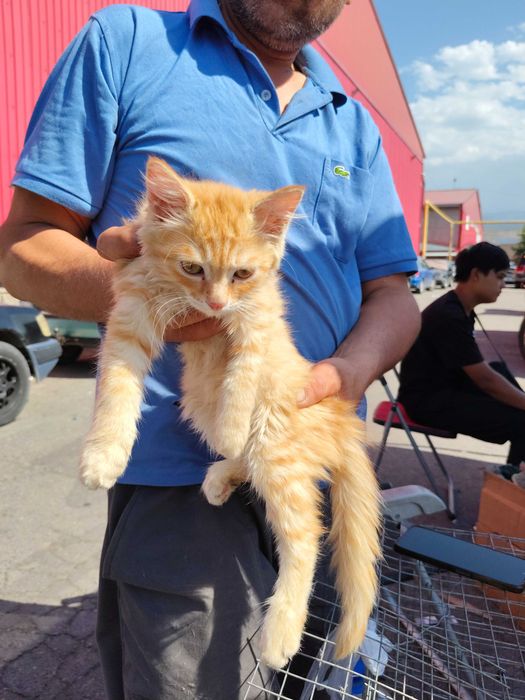 Котята 1,5 месяца - мальчик и девочка
