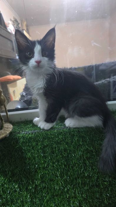 Кот, 4 месяца, зовут Доллар