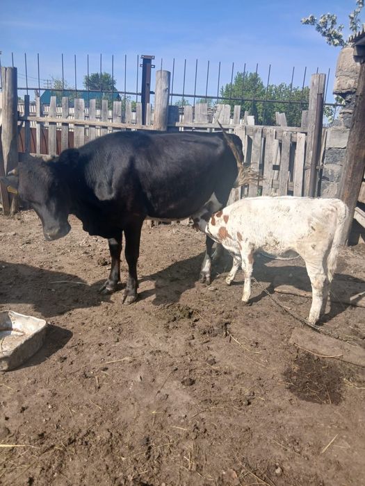 Продам корову с теленком (телочка)