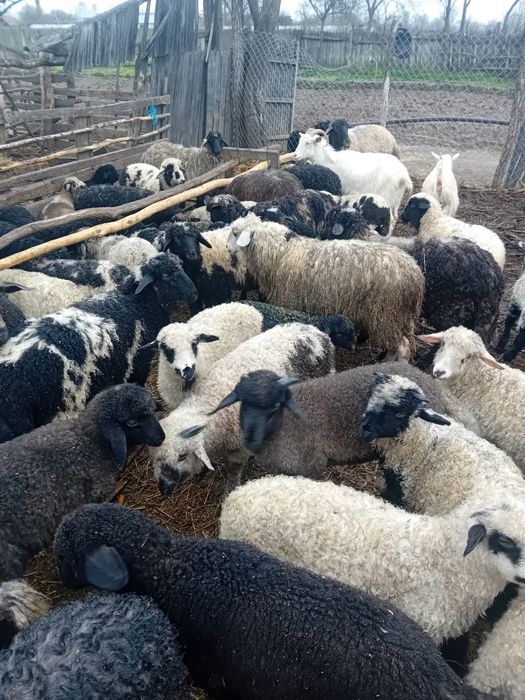 Miei de vanzare celaru