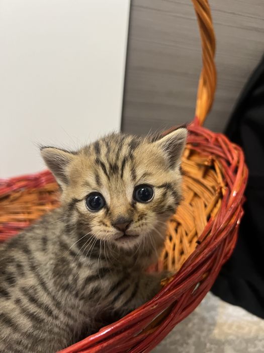 шотландские котята