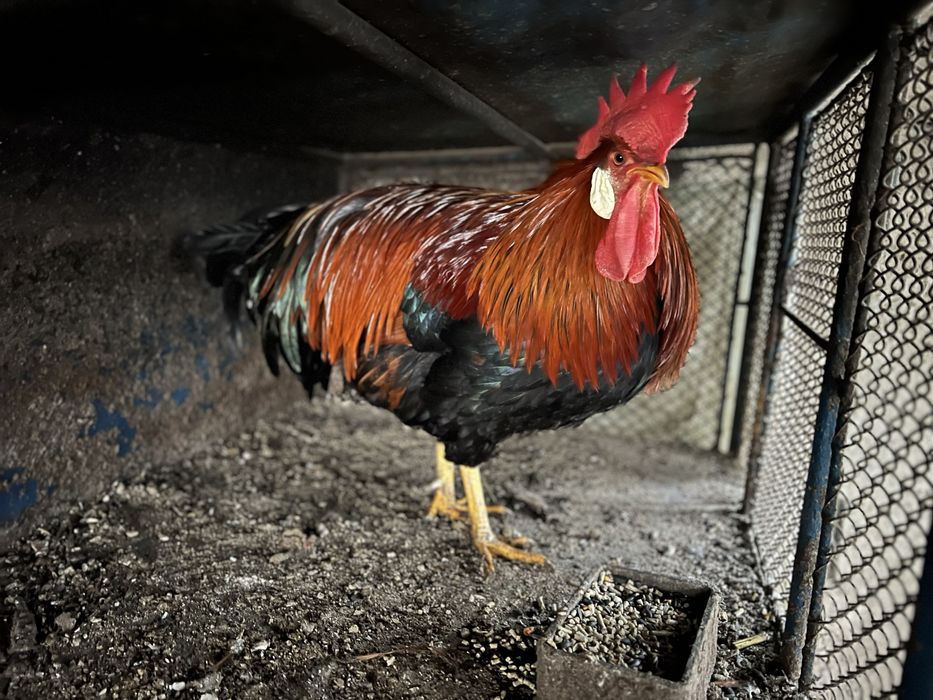 Familie gaini italiana potarnichie