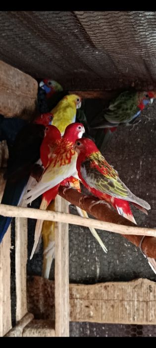 Разнообразие от папагали