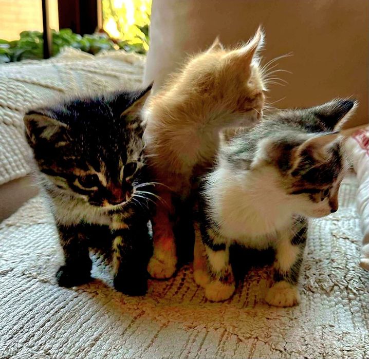 Котята даром в добрые руки