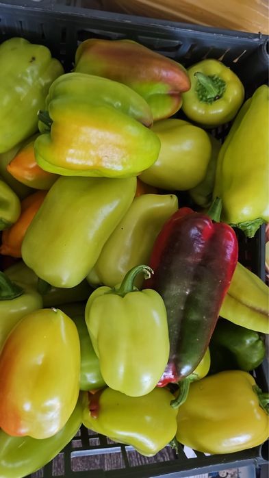 Продам перец дачный